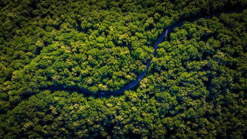 Hitachi Vantara and Rainforest Connection expand partnership to protect rainforests through data and AI